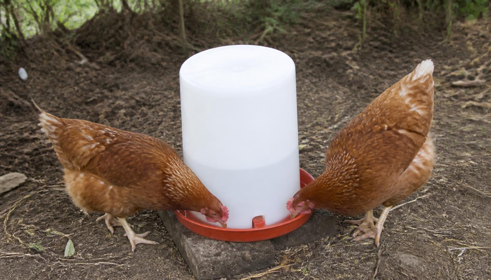 Abreuvoir siphoïde pour poules avec deux poules qui boivent