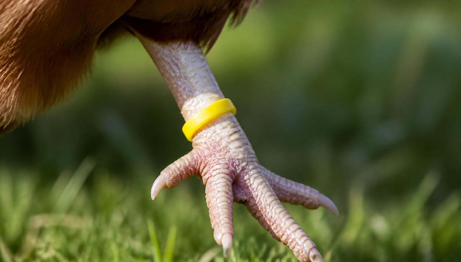 Bague d'identification colorée posée à la patte d'une poule