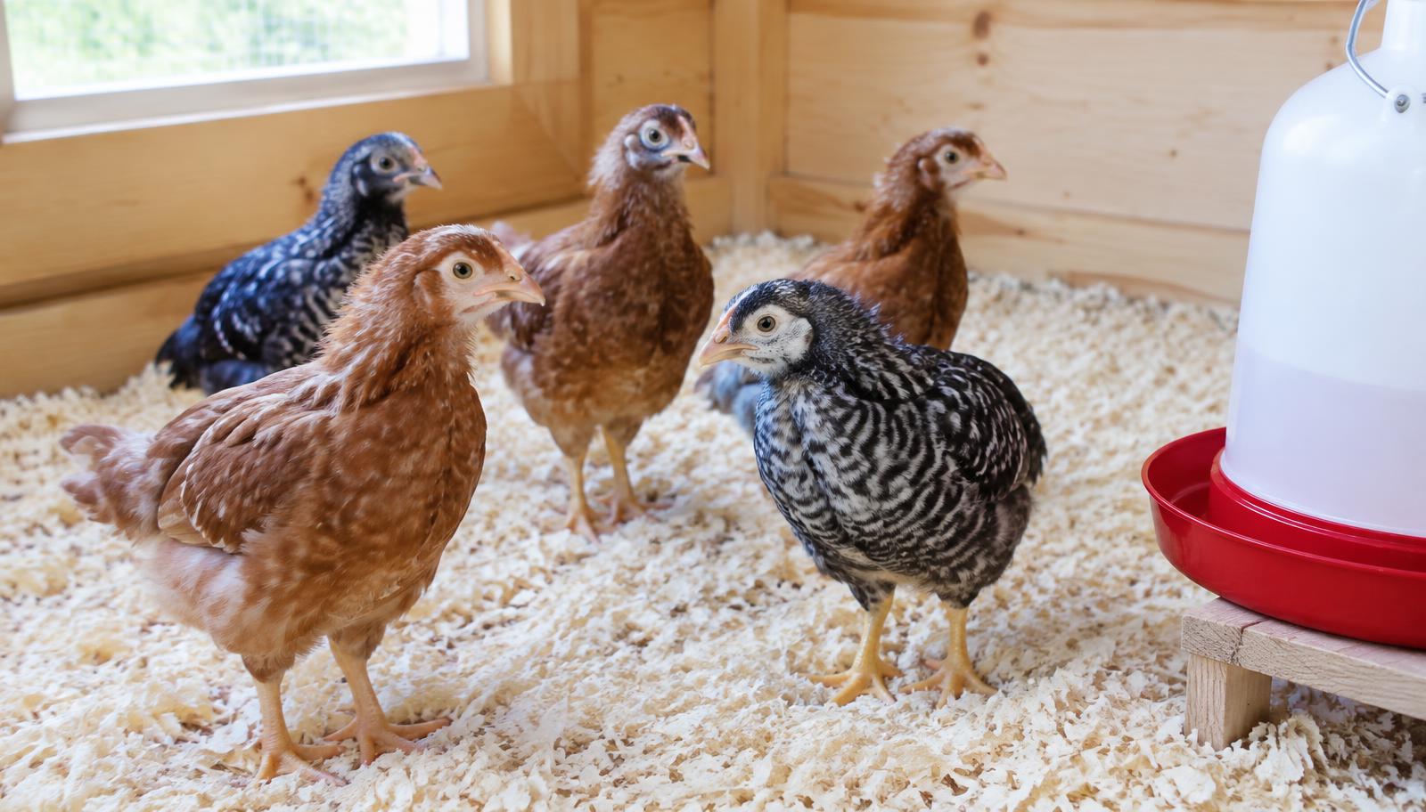 Jeunes poulettes sur une litière de copeaux propre et sèche près d'un abreuvoir