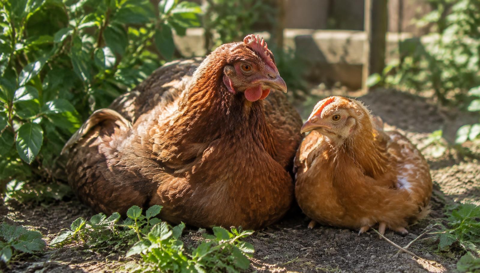 Vieille poule rousse se reposant au soleil à côté d'une jeune poule