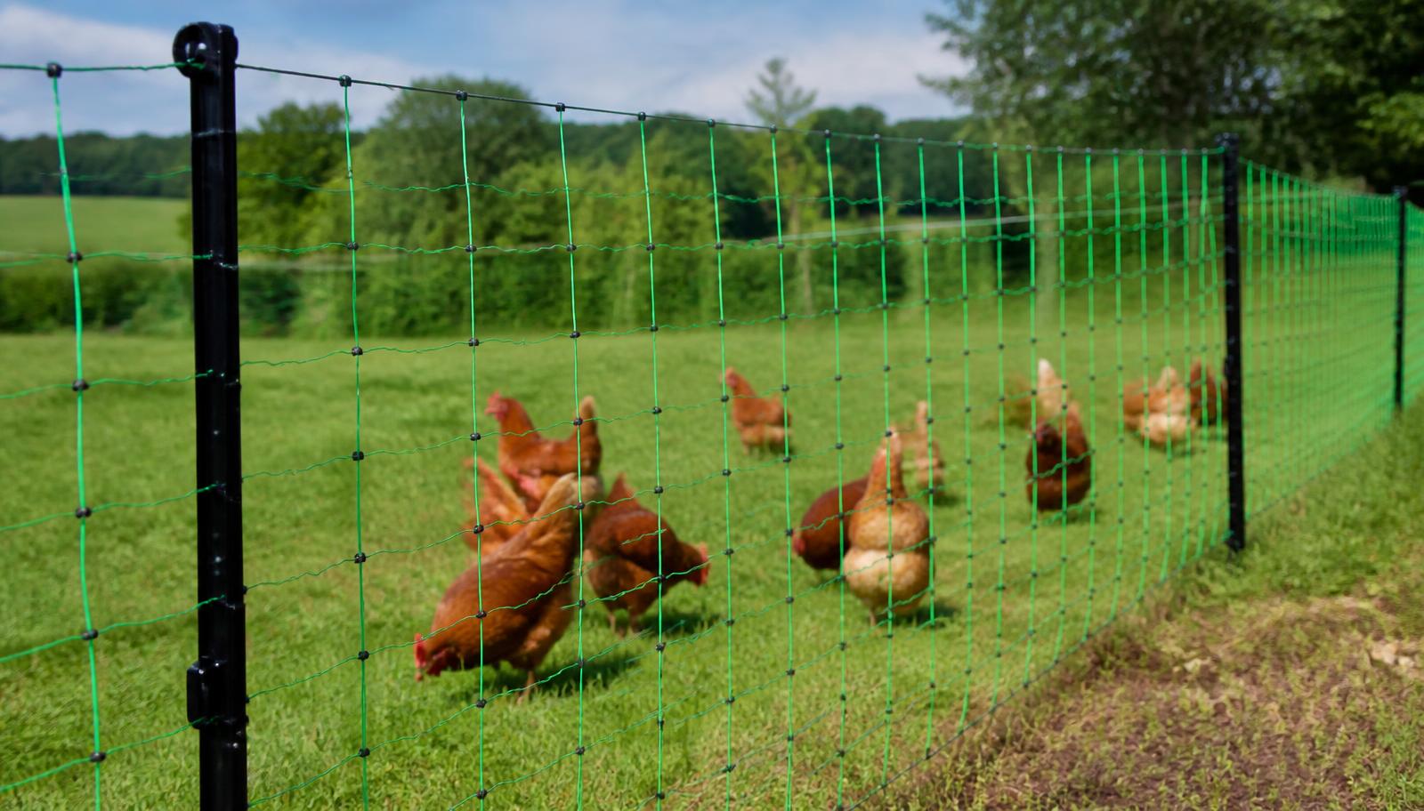 Filet de clôture vert pour volailles tendu autour d'un parcours de poules