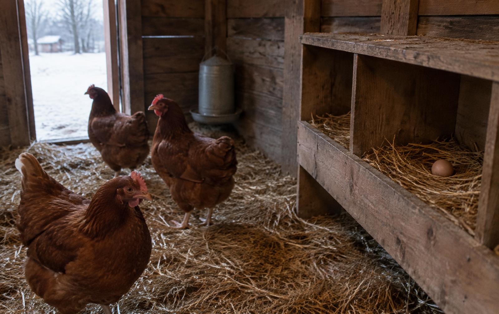 Poules rousses dans un poulailler en hiver devant un pondoir presque vide