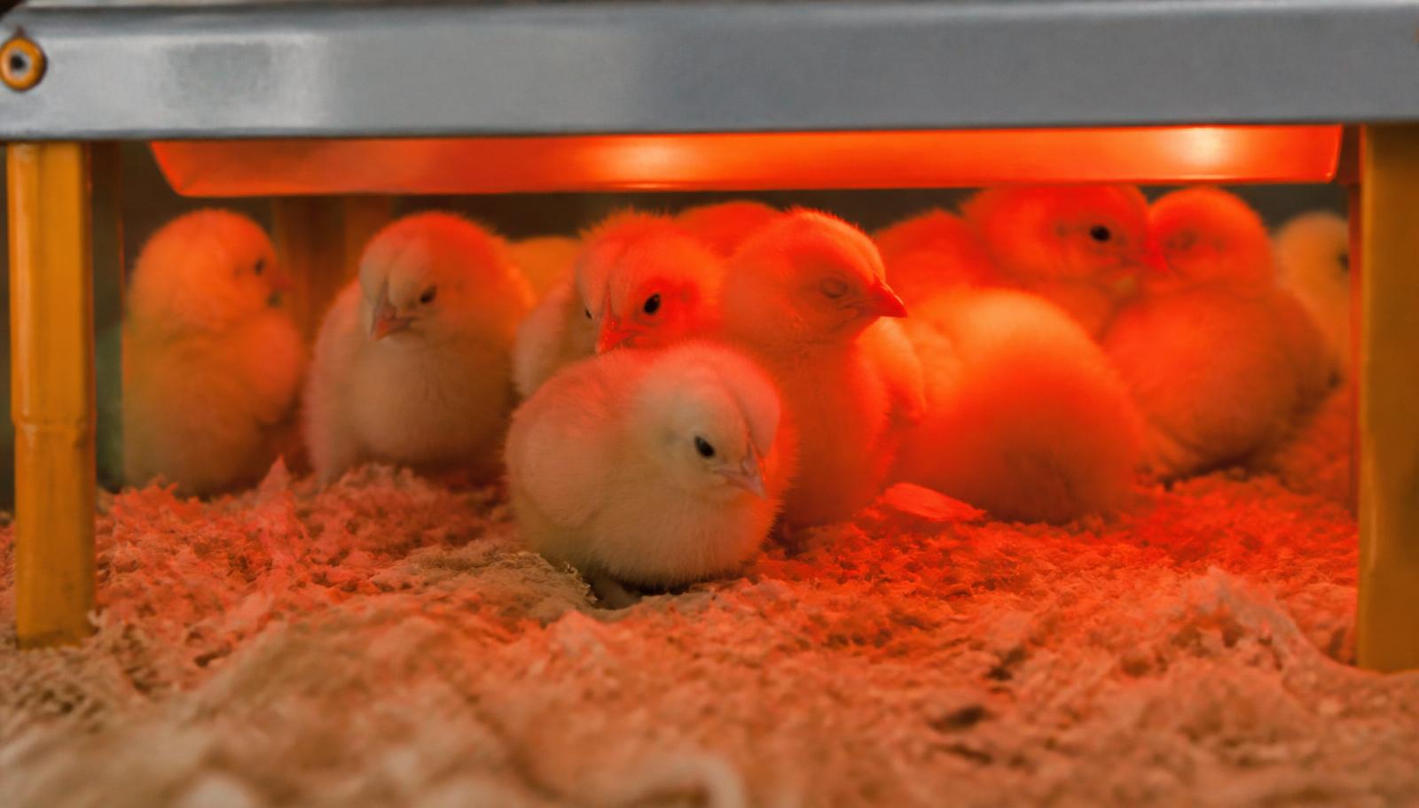 Poussins regroupés sous une lampe chauffante dans une éleveuse