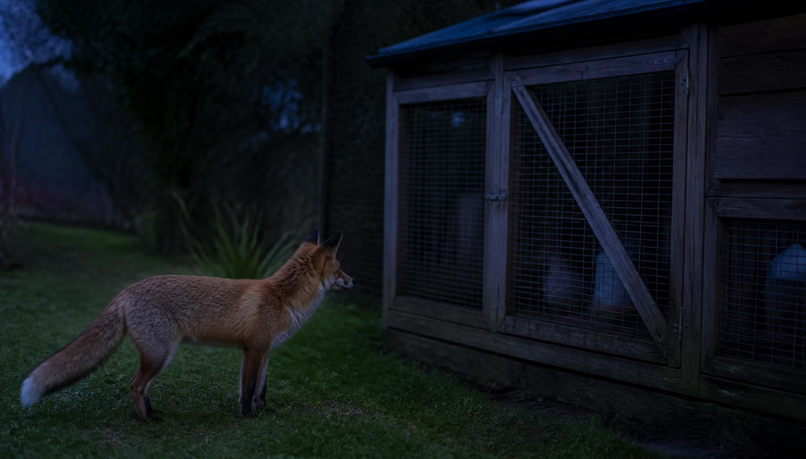 Renard rôdant au crépuscule devant un poulailler fermé