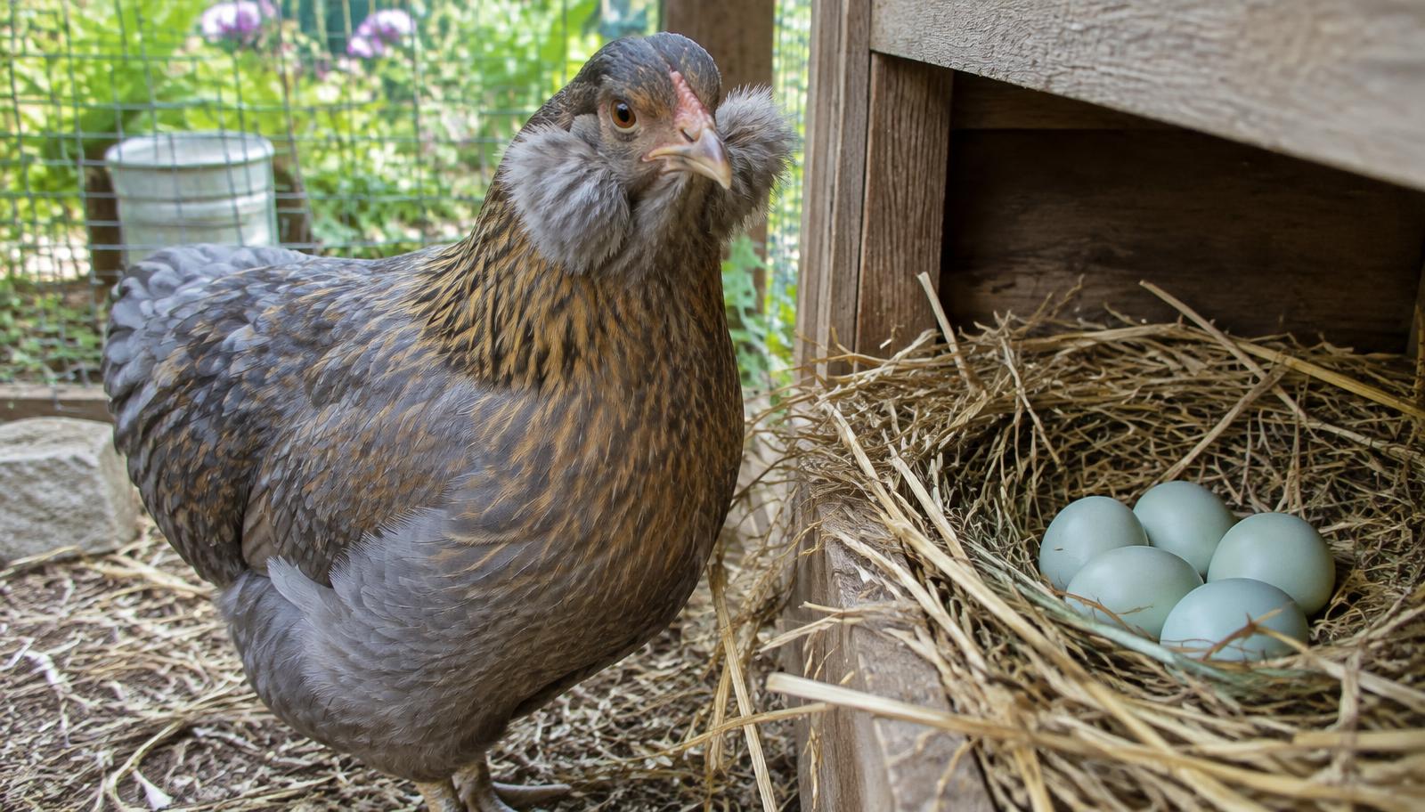 Poule Araucana à pendeloques à côté d'un nid d'œufs bleu-vert