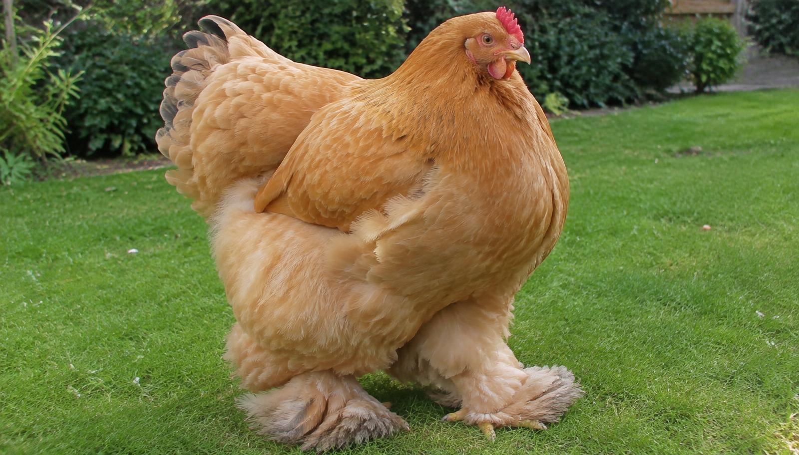 Très grande poule Cochin fauve aux pattes abondamment emplumées