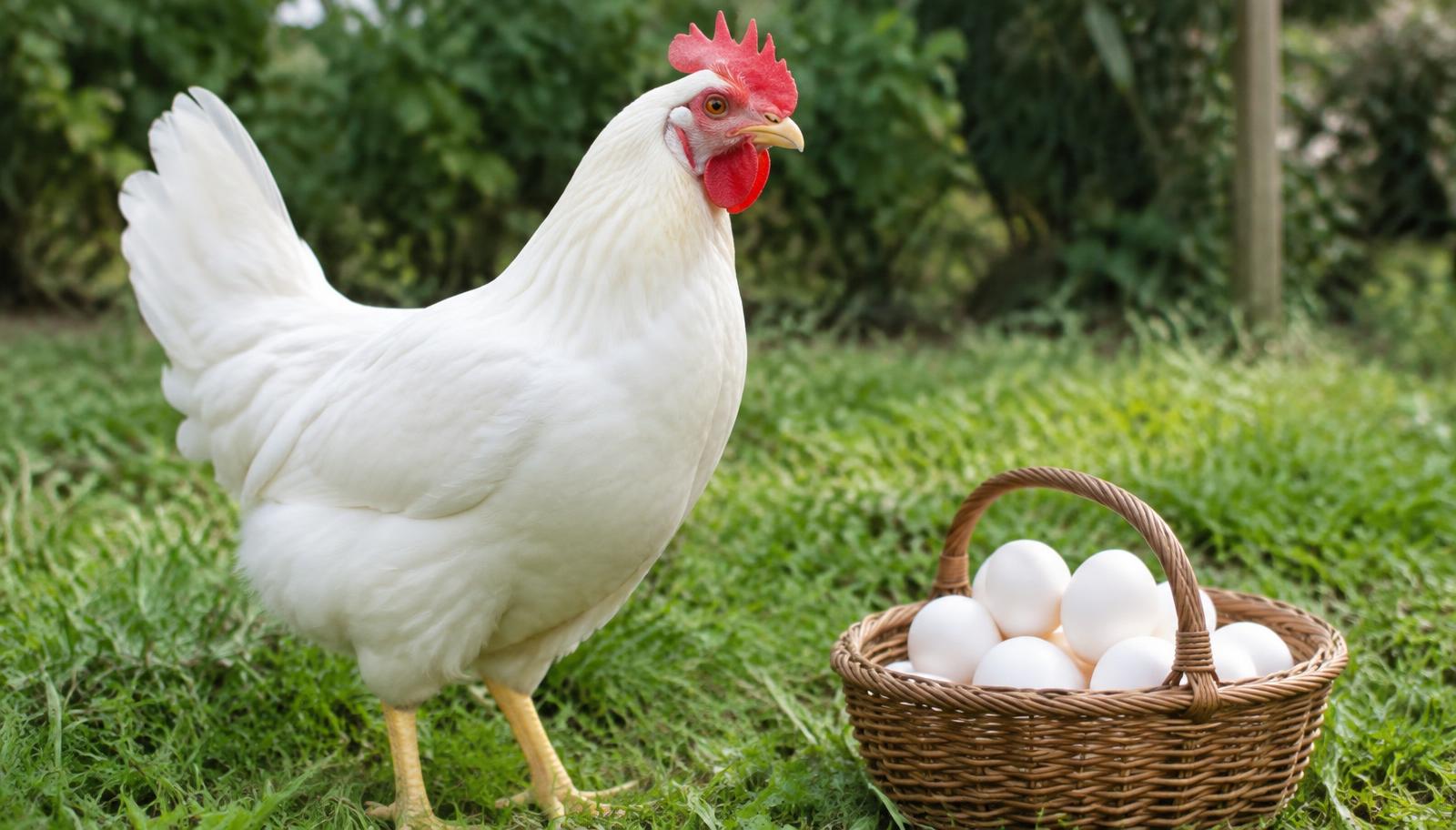 Poule Leghorn blanche à grande crête rouge à côté d'un panier d'œufs blancs