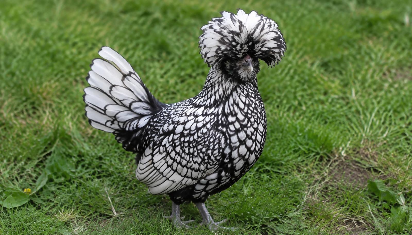 Poule Padoue argentée liserée avec une grande huppe